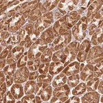Merck Anti-EFHC1 antibody produced in rabbit