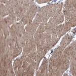 Merck Anti-ZSCAN23 antibody produced in rabbit