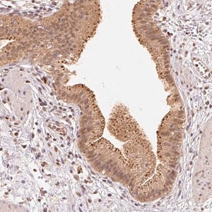 Merck Anti-GUSB antibody produced in rabbit