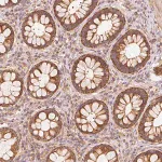 Merck Anti-TOMM40 antibody produced in rabbit