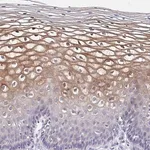 Merck Anti-CDC42BPG antibody produced in rabbit