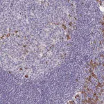 Merck Anti-BAD antibody produced in rabbit