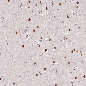 Merck Anti-SP9 antibody produced in rabbit