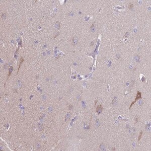 Merck Anti-PRR14L antibody produced in rabbit