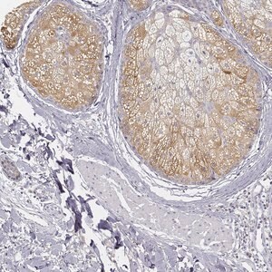 Merck Anti-AWAT2 antibody produced in rabbit