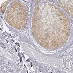 Merck Anti-AWAT2 antibody produced in rabbit