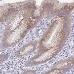 Merck Anti-SSC4D antibody produced in rabbit