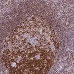 Merck Anti-DCK antibody produced in rabbit