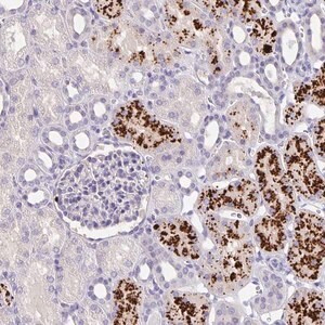 Merck Anti-EML6 antibody produced in rabbit