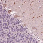 Merck Anti-CELSR3 antibody produced in rabbit