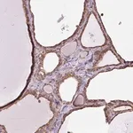Merck Anti-PLCG1 antibody produced in rabbit