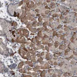 Merck Anti-AXL antibody produced in rabbit
