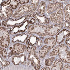 Merck Anti-RANBP3L antibody produced in rabbit