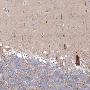 Merck Anti-WDR27 antibody produced in rabbit