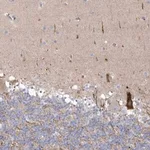 Merck Anti-WDR27 antibody produced in rabbit