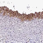Merck Anti-SH3TC2 antibody produced in rabbit