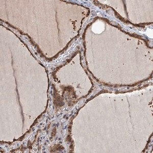 Merck Anti-ZNF527 antibody produced in rabbit