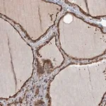 Merck Anti-ZNF527 antibody produced in rabbit