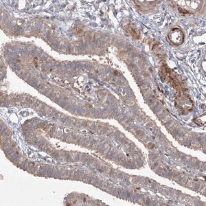 Merck Anti-KBTBD4 antibody produced in rabbit