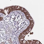 Merck Anti-TANK antibody produced in rabbit