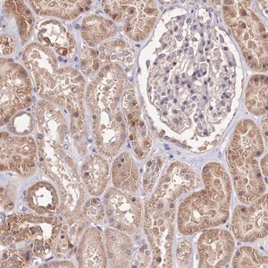 Merck Anti-SERGEF antibody produced in rabbit