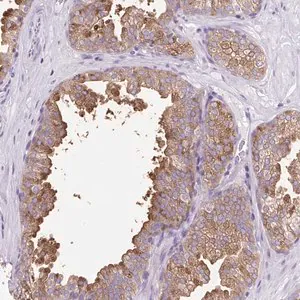 Merck Anti-FAM177B antibody produced in rabbit