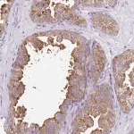 Merck Anti-FAM177B antibody produced in rabbit