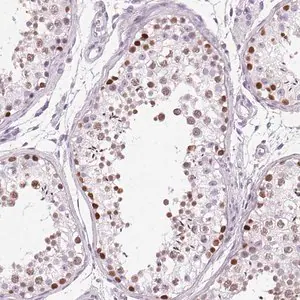 Merck Anti-SP7 antibody produced in rabbit