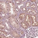 Merck Anti-HIRIP3 antibody produced in rabbit