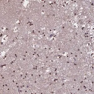 Merck Anti-MARCH6 antibody produced in rabbit