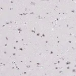 Merck Anti-ZNF860 antibody produced in rabbit