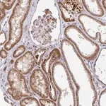 Merck Anti-PDF antibody produced in rabbit