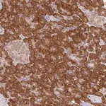 Merck Anti-RPL27A antibody produced in rabbit