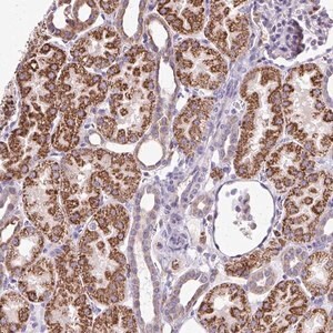 Merck Anti-NAGPA antibody produced in rabbit