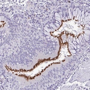 Merck Anti-INAFM1 antibody produced in rabbit