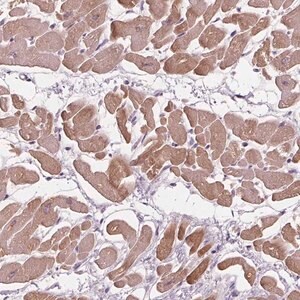 Merck Anti-PLA2G2E antibody produced in rabbit