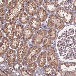 Merck Anti-SLC35D2 antibody produced in rabbit