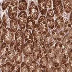 Merck Anti-NDUFS6 antibody produced in rabbit