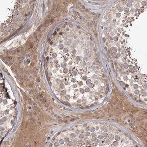 Merck Anti-KIAA0825 antibody produced in rabbit