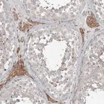 Merck Anti-RASSF8 antibody produced in rabbit