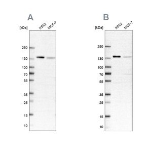 Merck Anti-PRPF40A antibody produced in rabbit