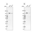 Merck Anti-PRPF40A antibody produced in rabbit