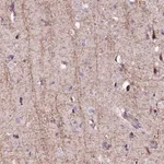 Merck Anti-FCHSD2 antibody produced in rabbit