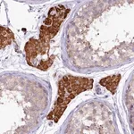 Merck Anti-CEP295 antibody produced in rabbit