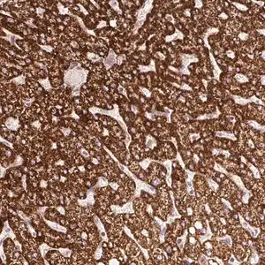 Merck Anti-ISCU antibody produced in rabbit