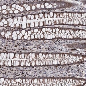 Merck Anti-ITFG2 antibody produced in rabbit