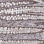 Merck Anti-ITFG2 antibody produced in rabbit