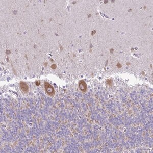 Merck Anti-PELI3 antibody produced in rabbit