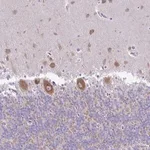 Merck Anti-PELI3 antibody produced in rabbit