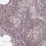 Merck Anti-POU2F1 antibody produced in rabbit